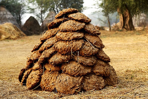 Cow Dung Cake
